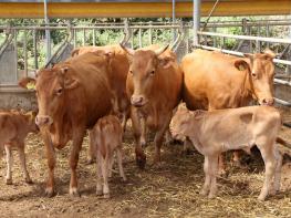  태안군, 축산분야 FTA 피해보전 직불금 5월 말까지 지급! 기사 이미지